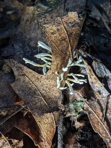 Slinder-Footed Cordyceps (Cordyceps tenuipes)