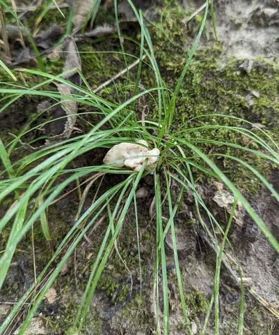 (Helvellosebacina concrescens)