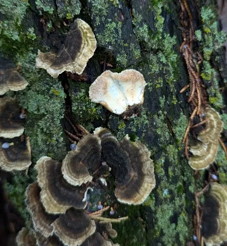 Turkey Tail (Trametes versicolor)