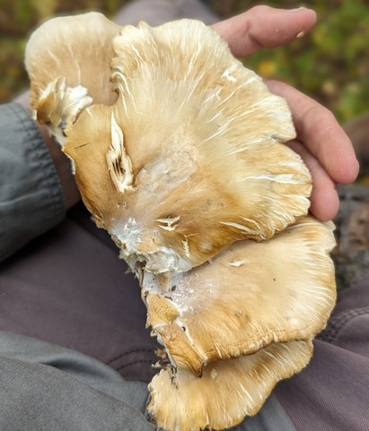 Common Oyster (Pleurotus ostreatus)