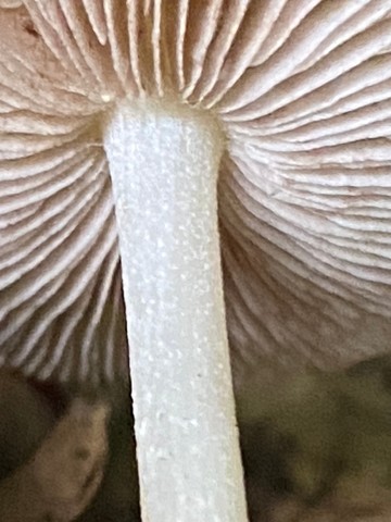 Wrinkled Fieldcap (Agrocybe rivulosa)