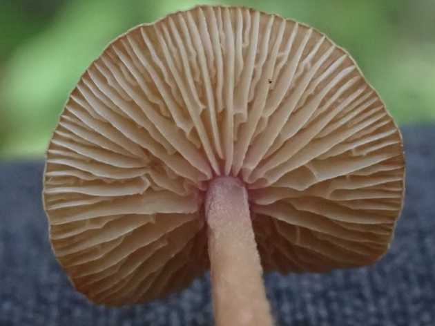 Gills