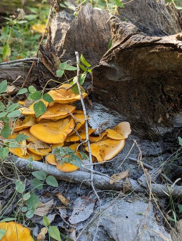 Eastern American Jack-o'-lantern (Omphalotus illudens)