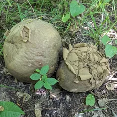 Giant Puffball