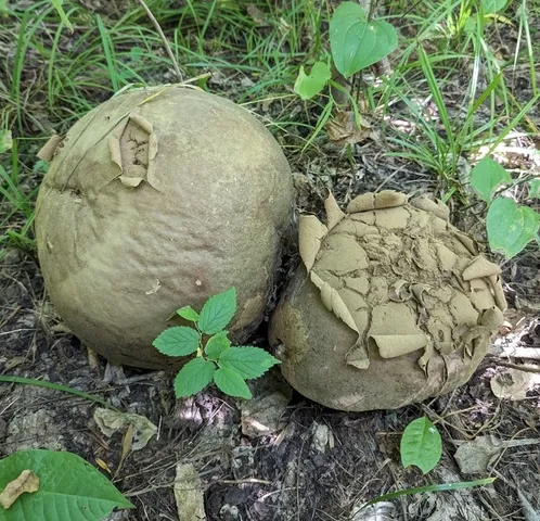Calvatia gigantea
