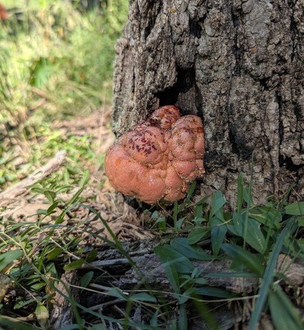 Beefsteak Fungus (Fistulina americana)