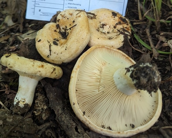 Acrid Lactarius (Lactarius psammicola)