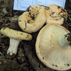 Acrid Lactarius