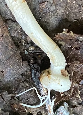 Wrinkled Fieldcap (Agrocybe rivulosa)