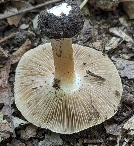 undefined (Inocybe sp-IN49)