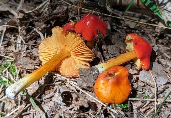 Sunset Waxycap (Hygrocybe acutoconica var. microspora)