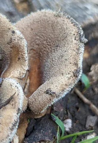 Hairy Oysterling (Panus lecomtei)