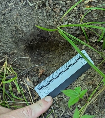 undefined (Elaphomyces sp.)