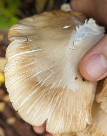 Common Oyster (Pleurotus ostreatus)