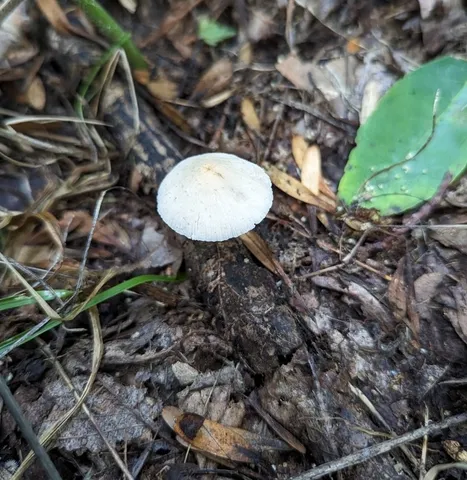 (Candolleomyces luteopallidus)