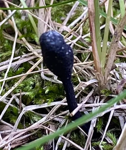 Snaketongue Truffleclub (Tolypocladium ophioglossoides)