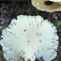 Dryad's Saddle