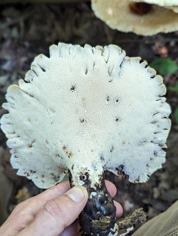 Dryad's Saddle (Cerioporus squamosus)