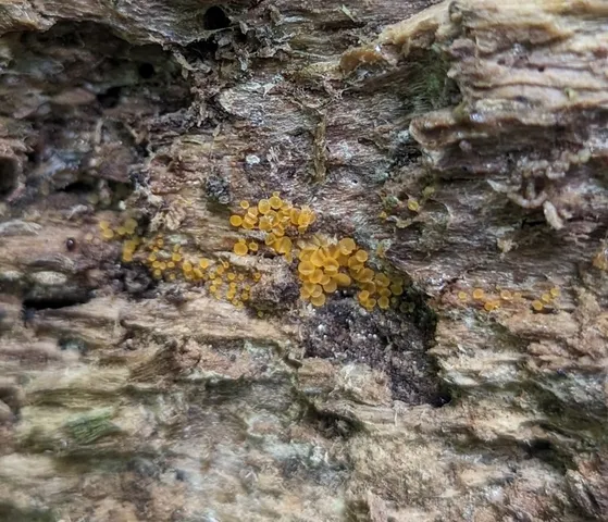 Glasscup (Orbilia xanthostigma)