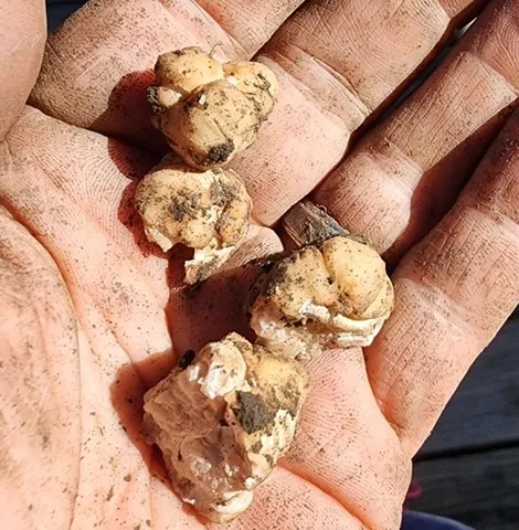 undefined (Tuber cumberlandense)