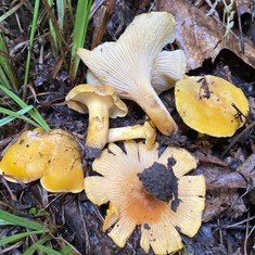 Chicago Chanterelle