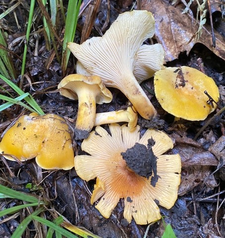 Chicago Chanterelle (Cantharellus chicagoensis)