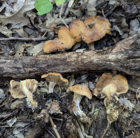 undefined (Calocybe hebelomoides)