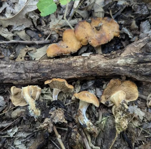 Calocybe hebelomoides