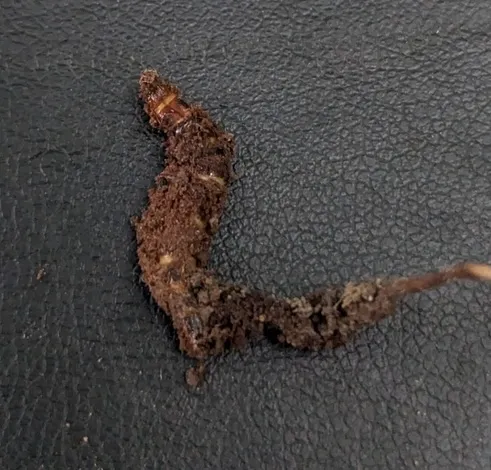 undefined (Ophiocordyceps stylophora)