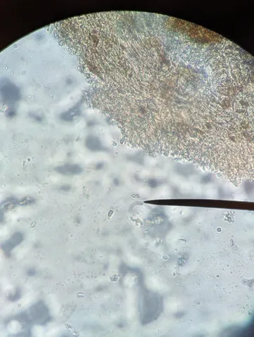 undefined (Mycena sp. 'IN6' (Mycena rutilantiformis))