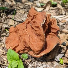 Red False Morel