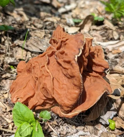 Neogyromitra brunnea