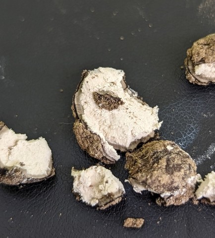 undefined (Elaphomyces sp.)