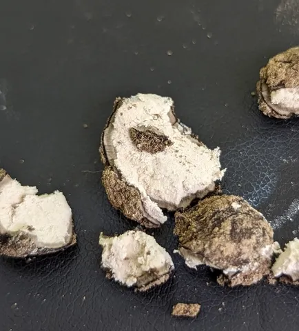 (Elaphomyces)