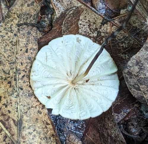 Marasmioid
