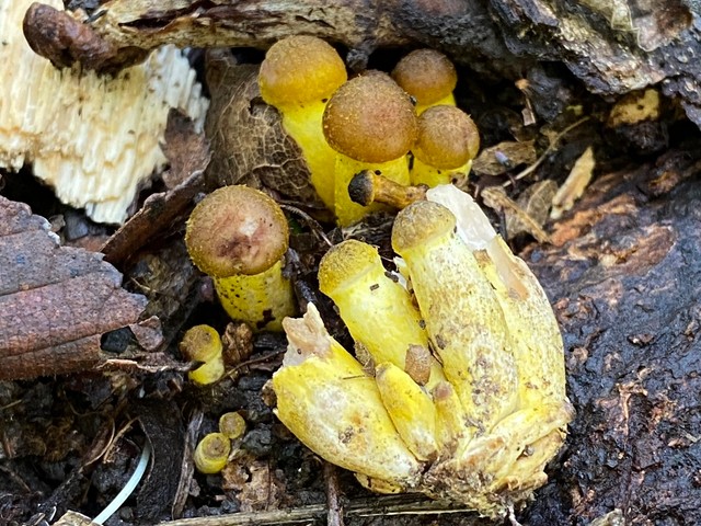 Yellow Honey Mushroom (Armillaria mellea)