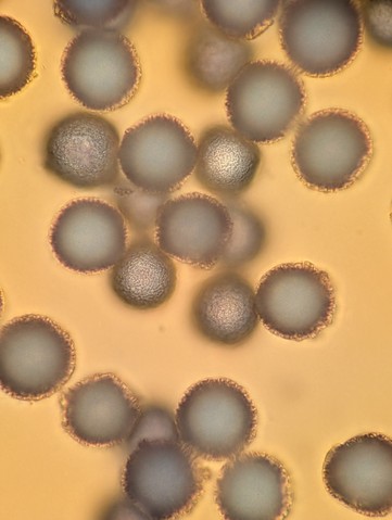 undefined (Elaphomyces sp.)
