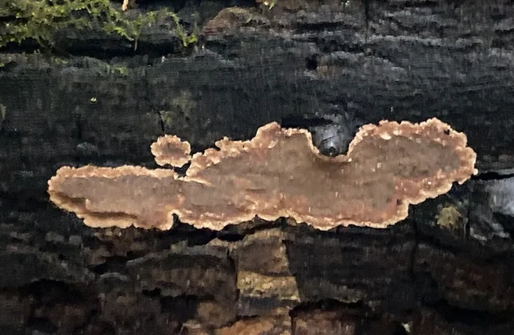 Giraffe Spots (Peniophora albobadia)