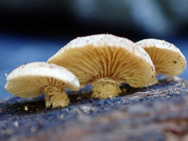 Luminescent Panellus (Panellus stipticus)