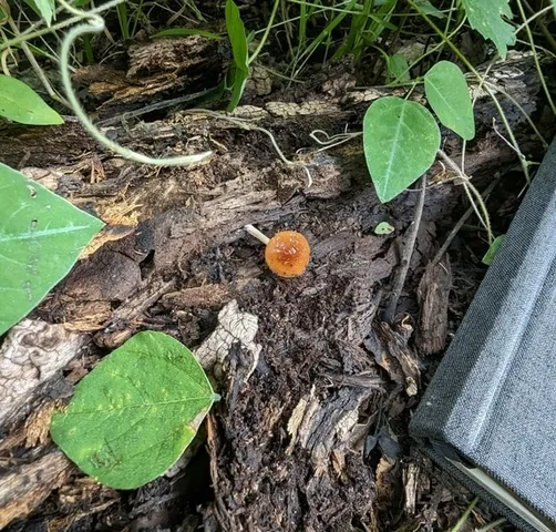 (Bolbitius viscosus)