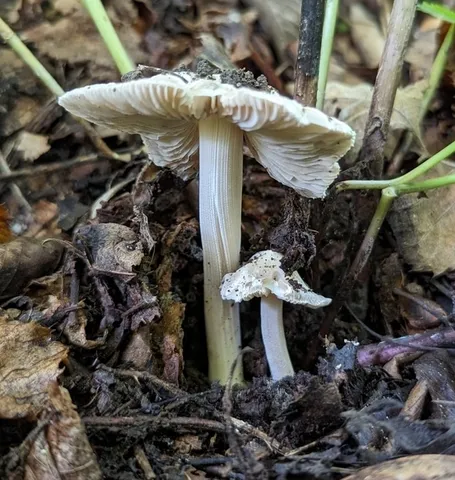 Inocybe velicopia