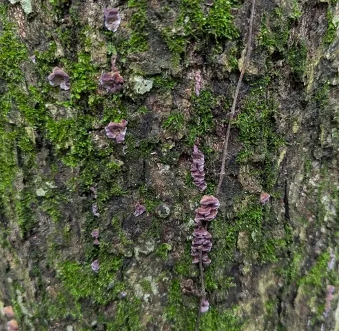 Violet-Toothed Polypore (Trichaptum biforme)