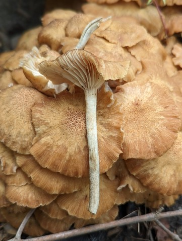 Ringless Honey Mushroom (Desarmillaria caespitosa)