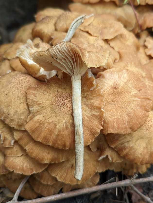 Gills