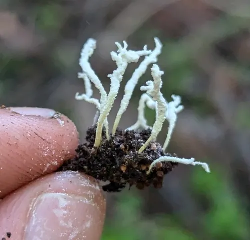(Cordyceps tenuipes)