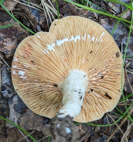 Stout Pink-Staining Lactarius (Lactarius subvernalis var. cokeri)