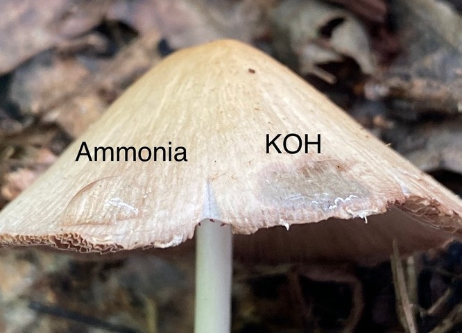 Pale Brittlestem (Candolleomyces candolleanus)