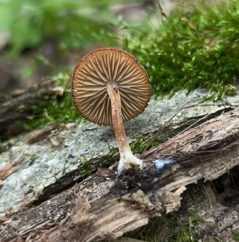 Dingy Twiglet (Simocybe centunculus)