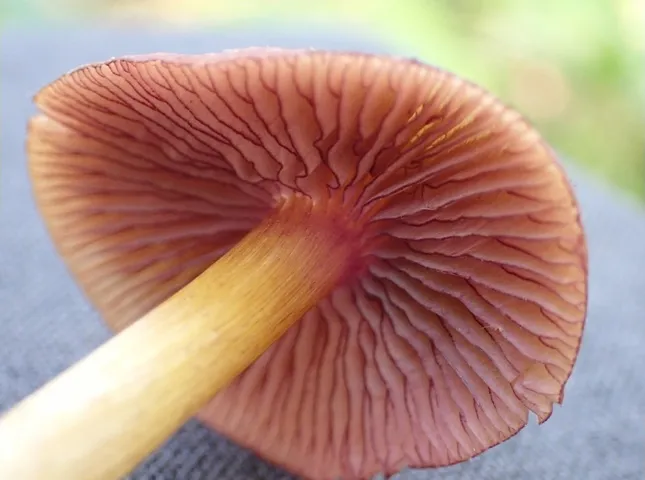 Mycena sp. 'IN6' (Mycena rutilantiformis)