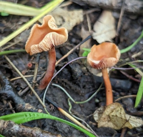 null (Lactarius subserifluus)